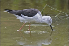 Black-Winged-Stilt