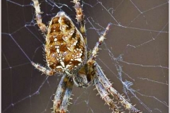 Orb-Garden-Spider-1