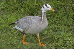 bar-headed-goose-pensthorpe-aug-16