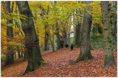 carpet_of_leaves