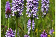 common_spotted_orchid