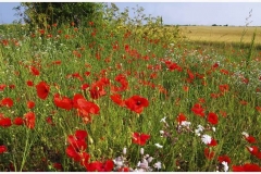 poppies_in_norfolk