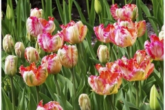 tulips