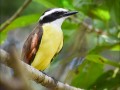 Great-Kiskadee