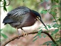 Green-Heron