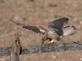 Kestrel-with-prey