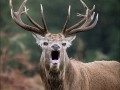 Stag-bellowing