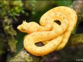 Yellow-Eyelash-Viper