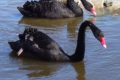 australian_black_swans