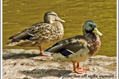 male_and_female_mallard