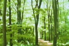 woodland_path