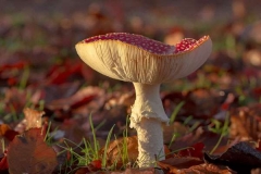 1-Fly-Agaric-cr