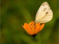 Cabbage-White