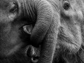 Elephant-calves-bonding