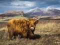 Highland-Cow-in-Skye