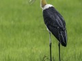 Lesser-Adjutant-Stork