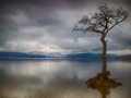 Lone-Tree