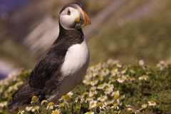 Puffins-View-cr