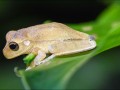 Rosenbergs-Tree-Frog