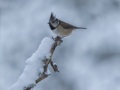 Crested-Tit