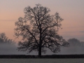 Lone-Tree