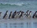 Rockhoppers-in-the-Falklands