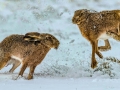 aggressive-hares-in-snow