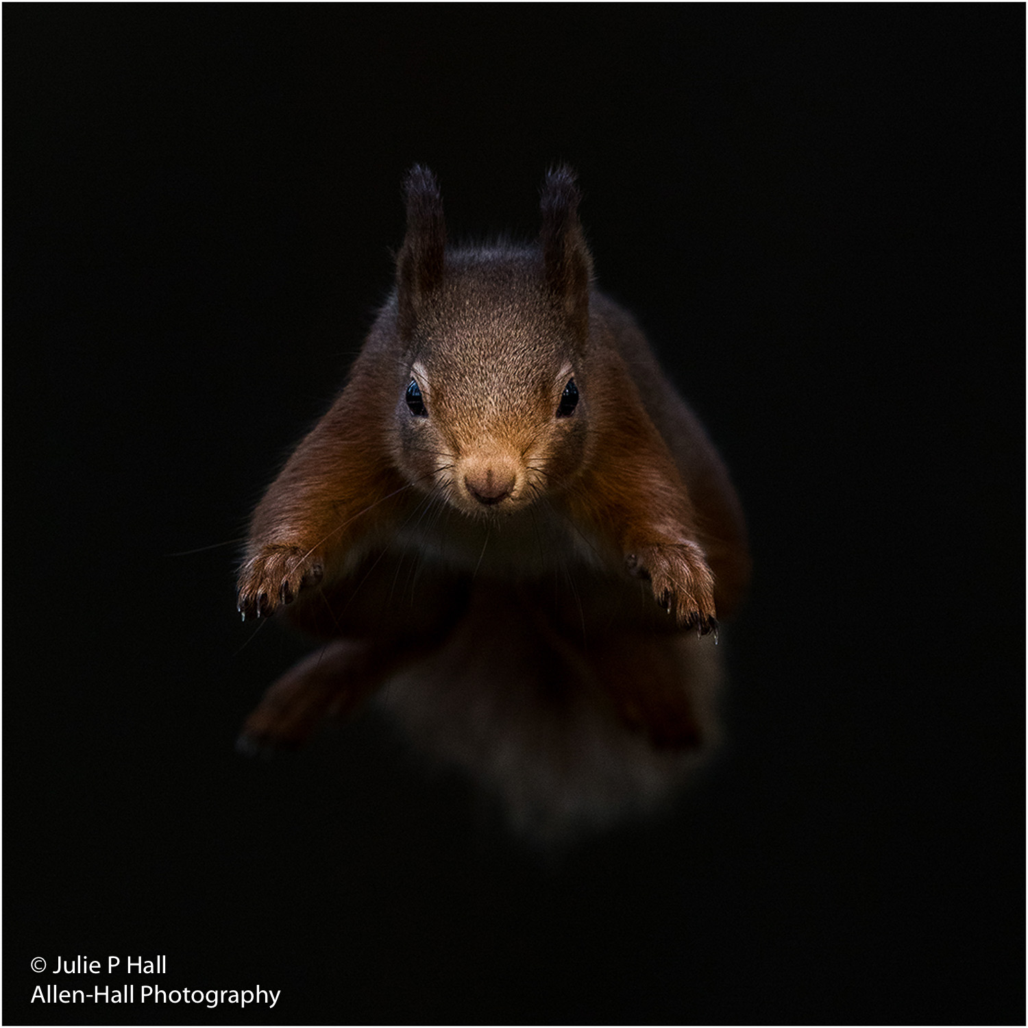 Red Squirrel Leaping