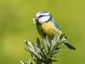 Blue Tit on bush, with Caterpillar_