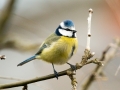 Bluetit