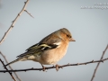 Chaffinch Male, Upton Warren, December 2018