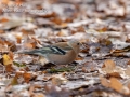 Chaffinch Male, in Autumn Leaves