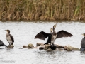 Cormorants