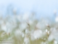 Cottongrass