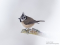 Crested Tit with natural Snow Vignette