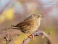 Dunnock, Upton Warren, December 2018