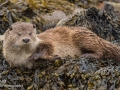 Eurasian Otter