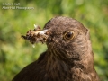 Female Blackbird with food