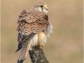 Female Kestrel with Ruffled Feathers