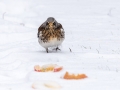 Fieldfare - Those apples are mine!