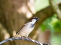 Garden Sparrow Male