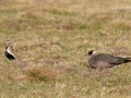 Golden Plover and Arctic Skua