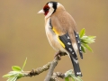 Goldfinch on budding Laburnum_