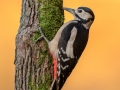 Great Spotted Woodpecker - Autumn 2018