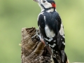 Great Spotted Woodpecker Male on Fence