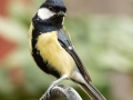 Great Tit, Male, on metal post