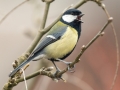 Great Tit on Laburnum_