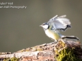 Great Tit wings open