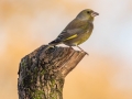 Greenfinch on perch