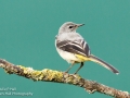 Grey Wagtail